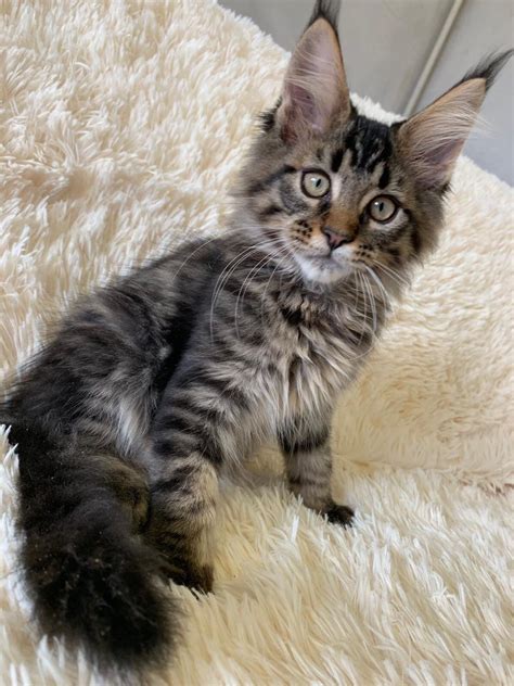kittens for sale in south jersey.